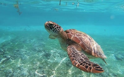 Montserrat's wandering turtles highlight need for conservation without borders