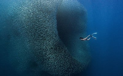 Dazzling ‘Fish Wormhole’ Photo Wins 5th Annual ViewSonic ColorPro Awards