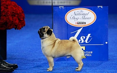 Meet Vito the Pug, the History-Making Winner of the 2024 National Dog Show