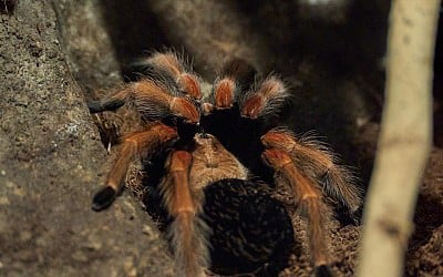 Los científicos se asombran ante la nueva especie de araña gigantesca descubierta en la isla 'más española'