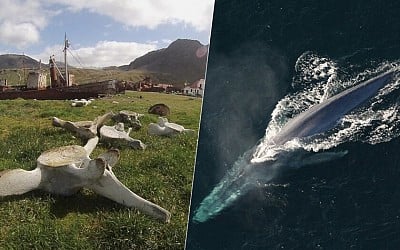 La caza de ballenas a lo largo de los años ha tenido un efecto inesperado: ha afectado a su diversidad genética