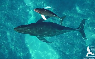 Humpback whale mother-calf health assessed using drone tech