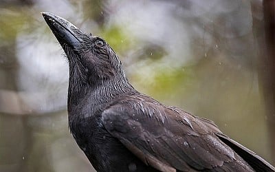 Hawaiian Crows Return to the Wild, Where They Are ‘Guides to Lost Souls’