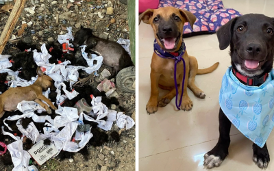 Two Puppies Make A Successful Recovery After Being Left In Critical Condition In A Garbage Pile