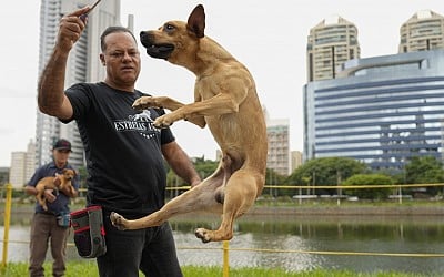 Why Brazil's caramelos are having a moment