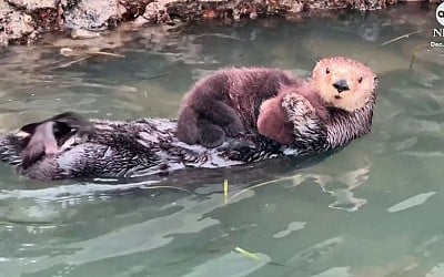 WATCH: Sea otter mom and pup spotted swimming along the California coast