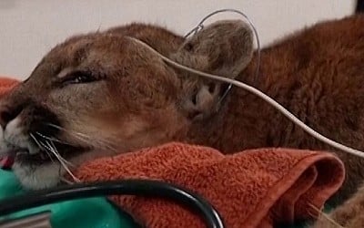 WATCH: California mountain lion returns to the wild after recovering from injury