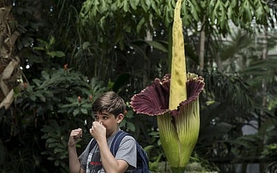 Como Zoo in MN Gives Update on Strange, Smelly Corpse Flower