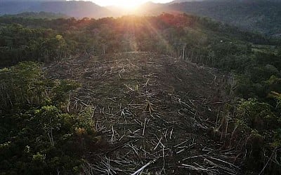 Amazon Indigenous community wins latest stage of court battle for lost territory