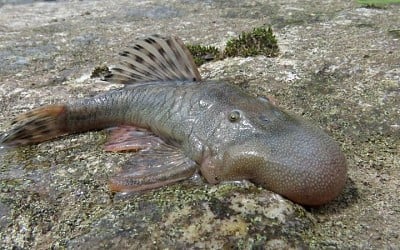 ‘Bizarre’ blob-headed fish and amphibious mouse among 27 new species found in Peru