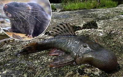 'Blob-headed' fish among 27 new species discovered in Peru