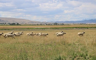 Farmers Are Using Wool To Save Water in the Drought-Ridden West