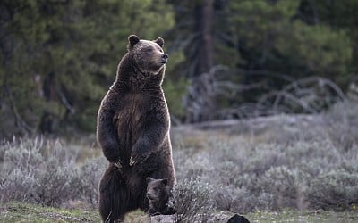 New approach to Rocky Mountain grizzlies sought ahead of the second Trump presidency