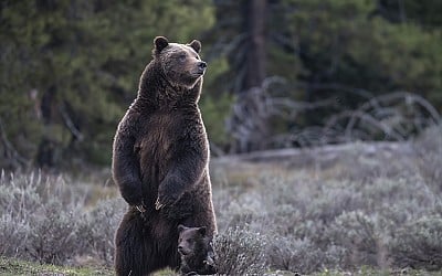 New approach to Rocky Mountain grizzlies sought ahead of the second Trump presidency