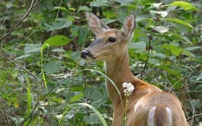 New initiative aims to bridge farmers, hunters amid Michigan’s deer overpopulation crisis