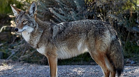 Colorado Parks and Wildlife officials hunting coyote that attacked young girl on Thanksgiving