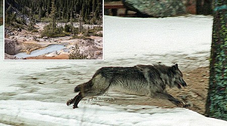 Two new wolf packs discovered in Northern California