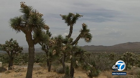 Joshua trees are in peril. California has a plan to save them