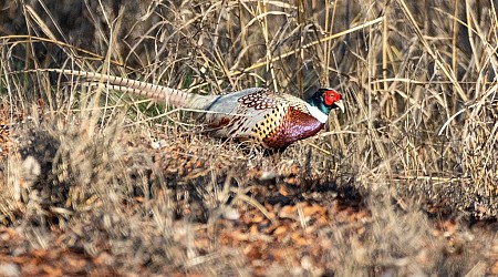 How DNA could help save California’s historic pheasants