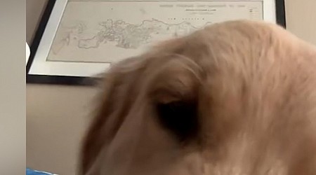 WATCH: This hilarious pup shows us how often we should actually feed our dog in viral video