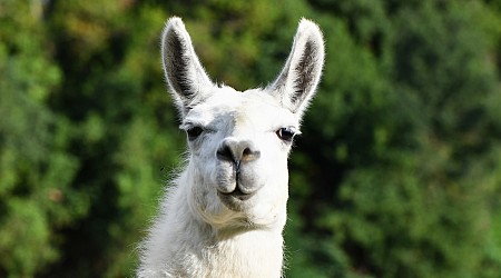 Llamas on the loose on Utah train tracks after escaping owner