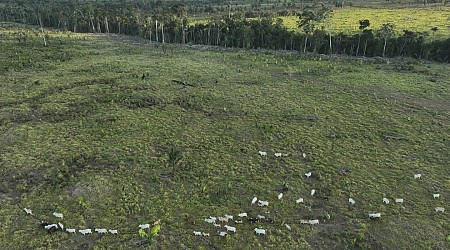 In Brazil, several states with rainforest don't want it protected