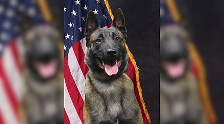 Colorado Springs K9 makes arrest in connection to domestic violence case, police say