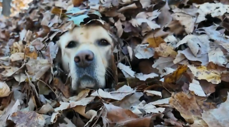 Maine dogs go viral for their autumn joy