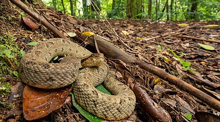 Le crotale fer-de-lance, fragile emblème de la Martinique