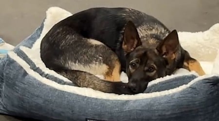 WATCH: Dog finds bed in Costco aisle, refuses to leave without it