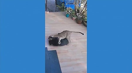 WATCH: Dog attacked by leopard in India