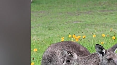 WATCH: Playful baby kangaroo climbs all over its mom