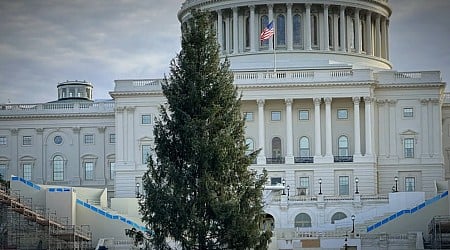 WATCH: Special delivery to spread holiday cheer, the 'People’s Tree'!