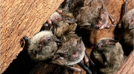 California Teacher Dies From Rare Rabies Infection After Bat Encounter in Classroom