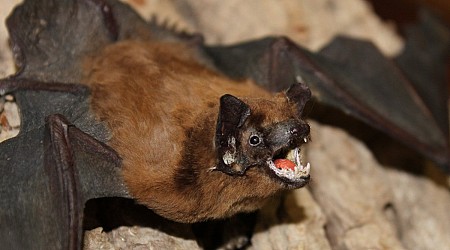 California teacher dies from rabies after finding bat inside classroom