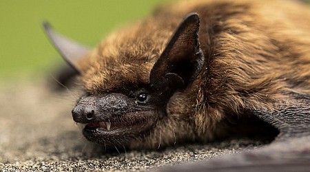 California teacher dies from rabies month after being bitten by bat in her classroom