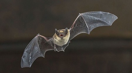 California teacher, bitten by a bat in her classroom, dies from rabies