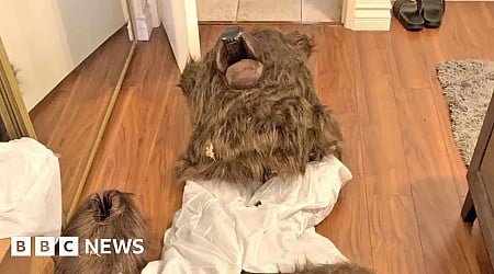 Suspects nabbed for 'man in bear suit' insurance scam