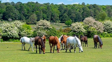 Careys Manor, A Wellness Retreat In The New Forest With Underwater Soundbaths