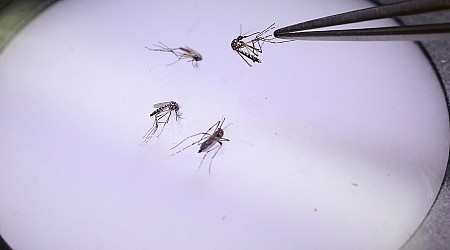 Dengue : la Guadeloupe passe "en phase épidémique", un nombre élevé de cas redouté