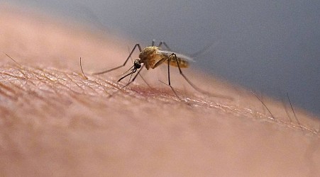 Guadeloupe : Alerte sur l’épidémie de dengue, avec un variant plus féroce et plus contagieux