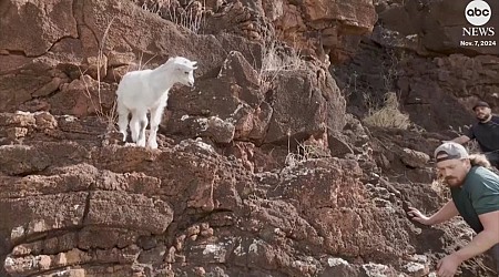 WATCH: Baby goat rescued after being stranded for days on a cliff in Hawaii