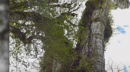 Conoce a El Gran Abuelo: el árbol más antiguo del mundo que se encuentra en América Latina