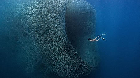 Dazzling ‘Fish Wormhole’ Photo Wins 5th Annual ViewSonic ColorPro Awards