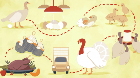 How Your Thanksgiving Turkey Gets to the Dinner Table