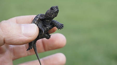 Rare Video of Newborn Snapping Turtles Entering the World Is Too Cute to Resist