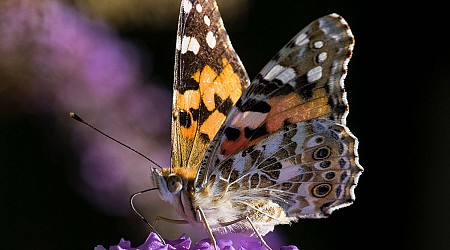 Where Do Butterflies Migrate From? Clues Can Be Found in Pollen on Their Bodies