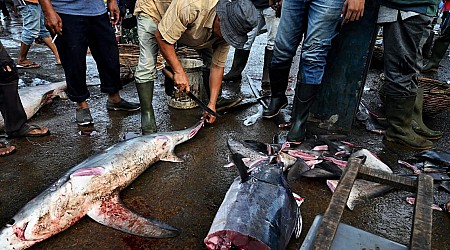 Shark lobby slams China, Japan for vetoing US-led move to ban ‘finning’