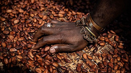 How Climate Change Ties To World Chocolate Output And Higher Prices