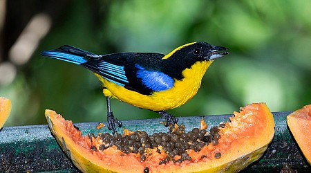 ¿Por qué miles de personas viajan a un país para ver sus aves?